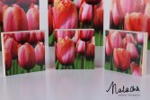 artblox_tulips3small